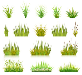 Color vector image of a green reeds grass and a number of coast plants on a white background. Illustration of spring sprouts and weeds in a pasture or garden. Stock vector - obrazy, fototapety, plakaty