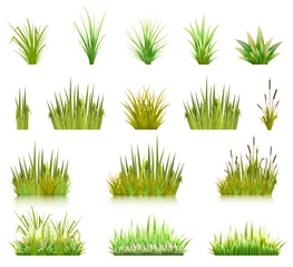 Fotobehang Color vector image of a green reeds grass and a number of coast plants on a white background. Illustration of spring sprouts and weeds in a pasture or garden. Stock vector © Oleksandr Rozhkov