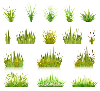 Color vector image of a green reeds grass and a number of coast plants on a white background. Illustration of spring sprouts and weeds in a pasture or garden. Stock vector