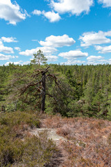 overlooking tree tops and a beautiful sky