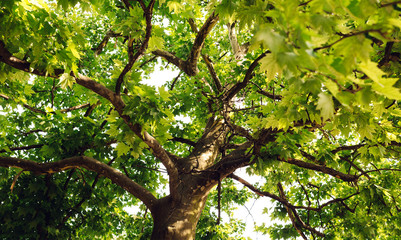 Saturated colors of summer trees