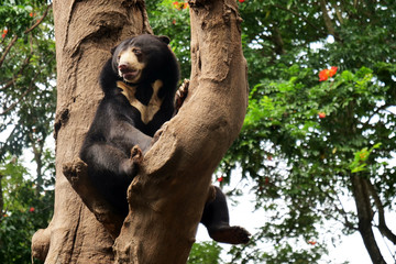 A bear is resting on a tree branch waiting to find something to eat. Concept of wild animals, relaxation, safari.