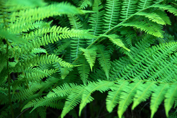 Beautyful ferns leaves green foliage natural floral fern background in sunlight.