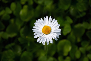 Fototapeta premium Chamomile closeup on green background. wallpaper of blooming daisy flower.