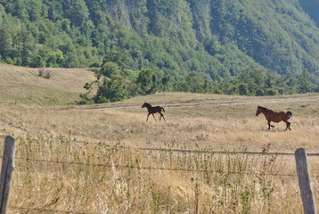 Puledro con la mamma