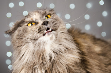 Funny gray British cat on a light background with bokeh in defocus