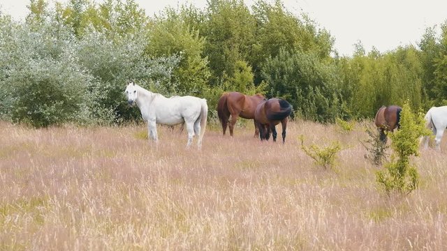 Beautiful gey white, bay and chestnut horses eating grass together on the field during summer day in 4K