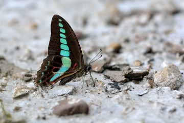 Butterfly from the Taiwan (Graphium sarpedon connectens) Common bluebottle butterfly