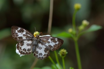 Butterfly from the Taiwan (Abraximorpha davidii) White skipper butterfly
