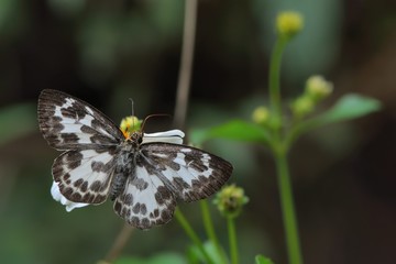 Butterfly from the Taiwan (Abraximorpha davidii) White skipper butterfly
