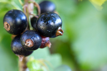 Close-up of black currant berries on a branch.
