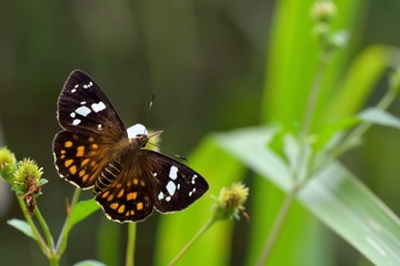 Butterfly from the Taiwan (Celaenorrhinus maculosus) Large meteor hesperiids butterfly 