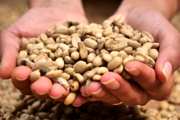 Close-up of a hand touching a handful of coffee beans raw to smell and consistency. Concept of: relaxation, aroma and perfumes.