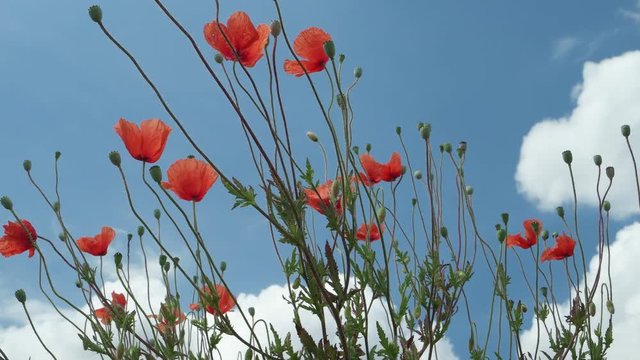 Red poppies wiggle on wind against the background of the sky and clouds