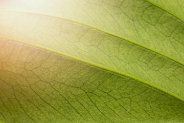 Obraz premium leaf close up texture macro green with flare sunlight background 