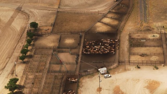 A birds eye view shot of ground with cows on a farm. Camera slowly rotates in slow motion.