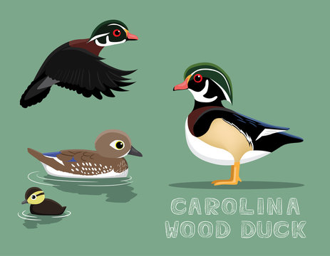 Carolina Wood Duck Cartoon Vector Illustration