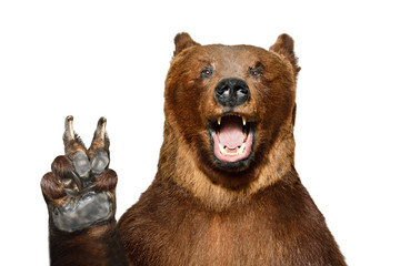 Obraz premium Portret zabawny niedźwiedź brunatny przedstawiający gest pokoju, na białym tle na białym tle