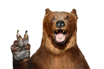 Poster Im Rahmen Portrait of a funny brown bear showing a peace gesture, isolated on a white background © sonsedskaya