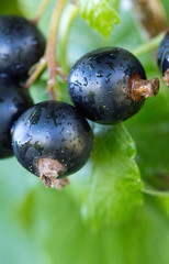Close-up of black currant berries on a branch.