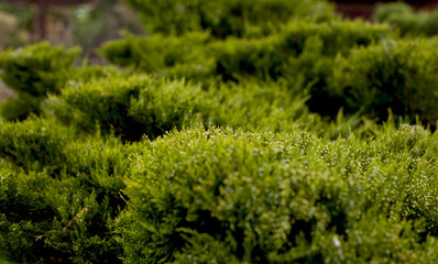 Cossack juniper ( lat. Juniperus sabina). Shearing of the juniper with gardening scissors, Soft focus. Garden art/ design/ landscape. Topiary. Blurred background with juniper.