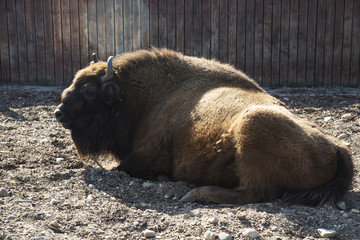 The European BISON is in the aviary of the zoo