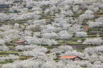 Fototapeta premium Cherry blossom in Jerte Valley, Caceres. Spring in Spain