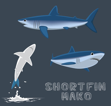 Shortfin Mako Cartoon Vector Illustration