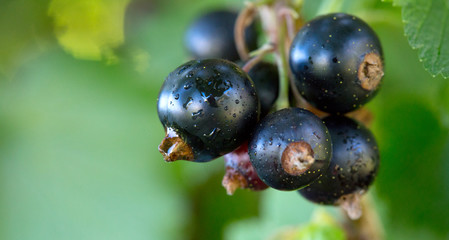 Close-up of black currant berries on a branch.