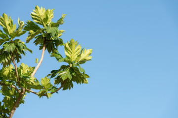 Leafs in clear blue sky..Breadfruit branch and leafs isolated on blue background and copy space on the right side, low angle view.