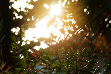 Leafs silhouette, sunray backlight..Sunlight effect through  brush cherries leafs at sunset ,used...