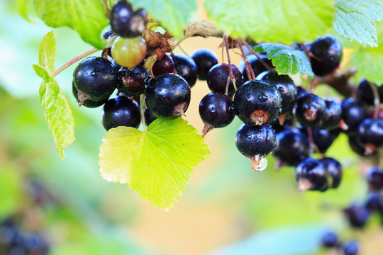 Black currant berries on a branch.