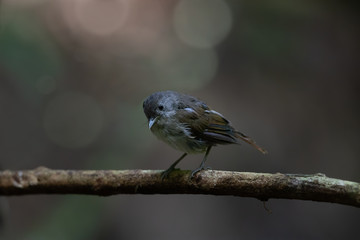 Beautiful bird in the wild..Flycatcher bird  perching on brach over a pond with wet plumage in rain forest of Halabala National park southern Thailand,natural  bokeh background.