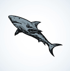 Shark. Vector drawing
