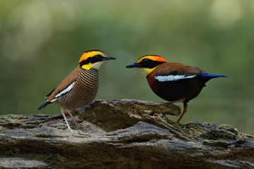 Fototapeta premium Birds pair lover in nature..Malayan banded pitta bird male and female perching closely on log looking at each other with natural green bokeh background.