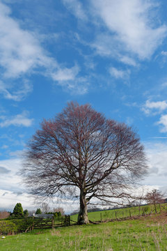 Scenic countryside of England with a large tree at a hillside farm during autumn