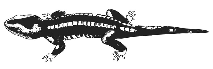 Salamander #vector #isolated Feuersalamander Lurch