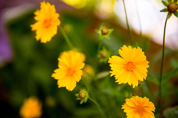 summer background. Blur floral yellow background. Place for text. Yellow flowers in the garden

