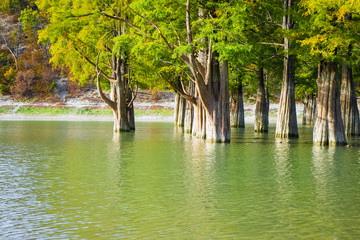 Cypress trees closeup in the lake water