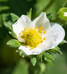 white strawberry flower