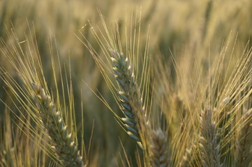 Weizenähren Closeup