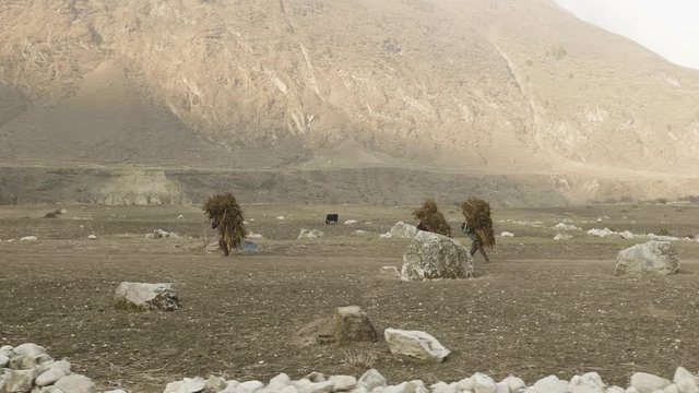 Local farmers carry heavy haystacks on the heads in Nepal. Manaslu area.