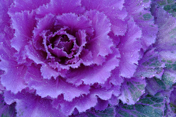 Close up of Purple cabbage in the morning
