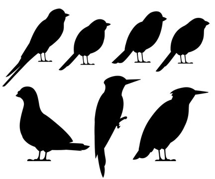 Bird black silhouette collection. Pigeon, Sparrow, Titmouse, Swallow, Woodpecker, Starling, Bullfinch. Flat birds icon. Vector illustration isolated on white background
