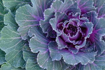 Close up of fresh cabbage with dew drop in the vegetable garden