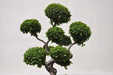 Side view of a topiary bush isolated against a white background