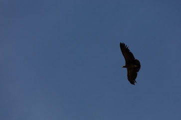 Fototapeta na wymiar Condor flying in Peru