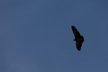 Condor flying  in Peru