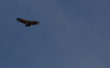 Condor flying  in Peru