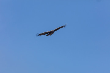 Condor flying  in Peru
